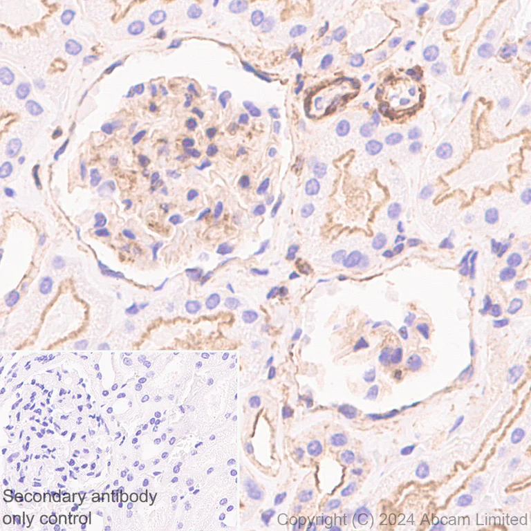 Immunohistochemistry (Formalin/PFA-fixed paraffin-embedded sections) - Anti-beta Actin (mono methyl H73) antibody [EPR29292-70] - BSA and Azide free (AB324775)