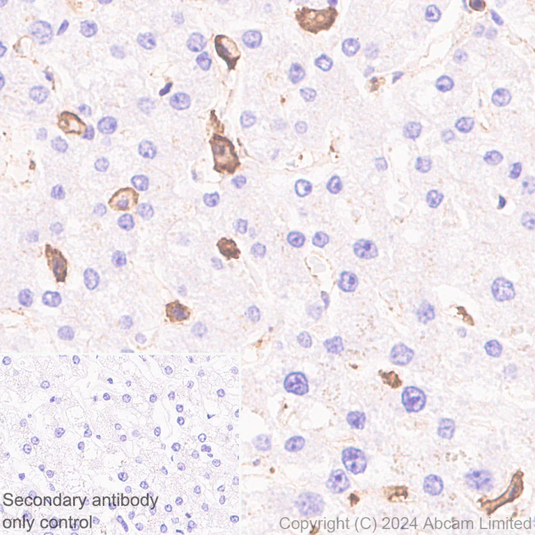 Immunohistochemistry (Formalin/PFA-fixed paraffin-embedded sections) - Anti-beta Actin (mono methyl H73) antibody [EPR29292-70] - BSA and Azide free (AB324775)