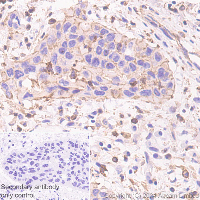 Immunohistochemistry (Formalin/PFA-fixed paraffin-embedded sections) - Anti-beta Actin (mono methyl H73) antibody [EPR29292-70] - BSA and Azide free (AB324775)