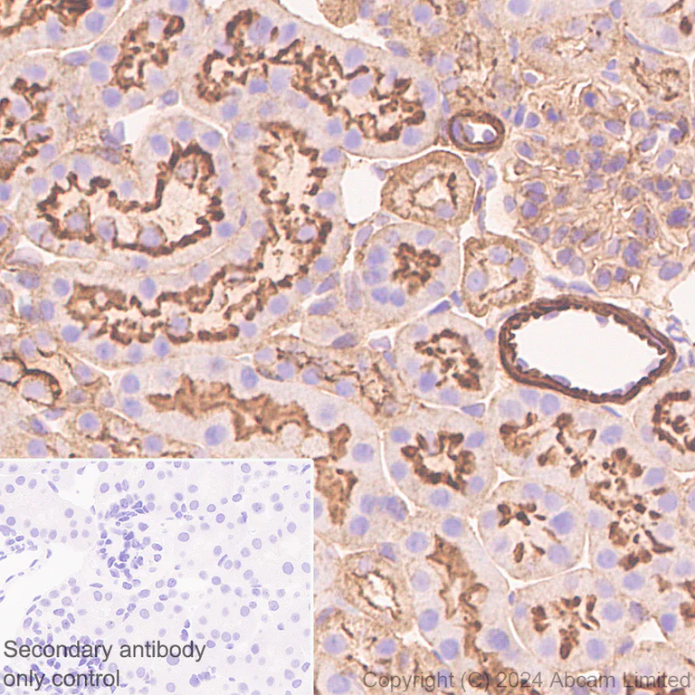 Immunohistochemistry (Formalin/PFA-fixed paraffin-embedded sections) - Anti-beta Actin (mono methyl H73) antibody [EPR29292-70] - BSA and Azide free (AB324775)