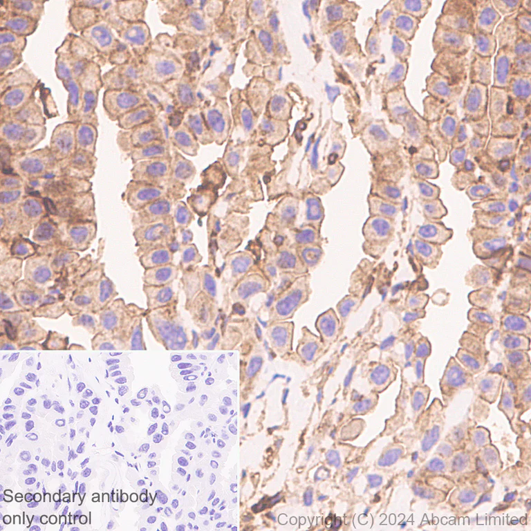 Immunohistochemistry (Formalin/PFA-fixed paraffin-embedded sections) - Anti-beta Actin (mono methyl H73) antibody [EPR29292-70] - BSA and Azide free (AB324775)
