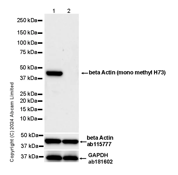 Western blot - Anti-beta Actin (mono methyl H73) antibody [EPR29292-70] - BSA and Azide free (AB324775)