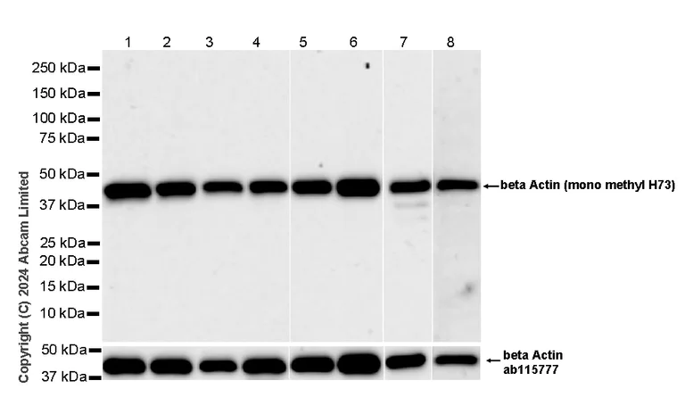 Western blot - Anti-beta Actin (mono methyl H73) antibody [EPR29292-70] - BSA and Azide free (AB324775)