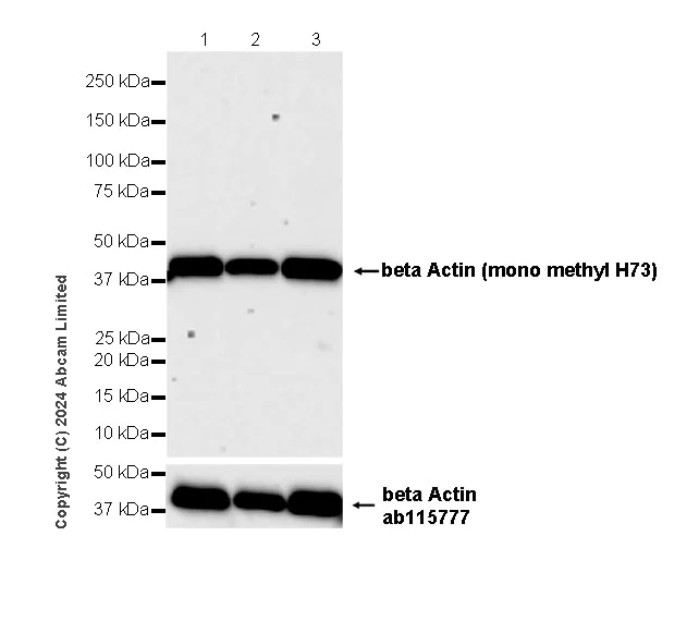 Western blot - Anti-beta Actin (mono methyl H73) antibody [EPR29292-70] - BSA and Azide free (AB324775)
