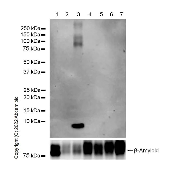 Western blot - Anti-beta Amyloid 1-37 antibody [IBR-9-16-4] - BSA and Azide free (AB264033)
