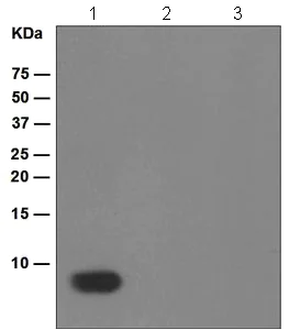 Western blot - Anti-beta Amyloid 1-38 antibody [EPR1878(2)] - BSA and Azide free (AB247612)