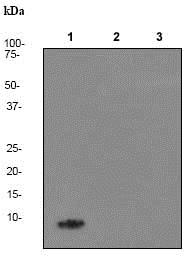 Western blot - Anti-beta Amyloid 1-40 antibody [EP1876Y] (AB76317)