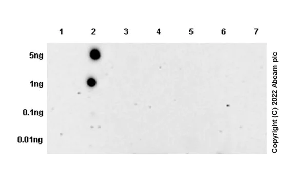 Dot Blot - Anti-beta Amyloid 1-40 antibody [EPR23712-2] - BSA and Azide free (AB289991)