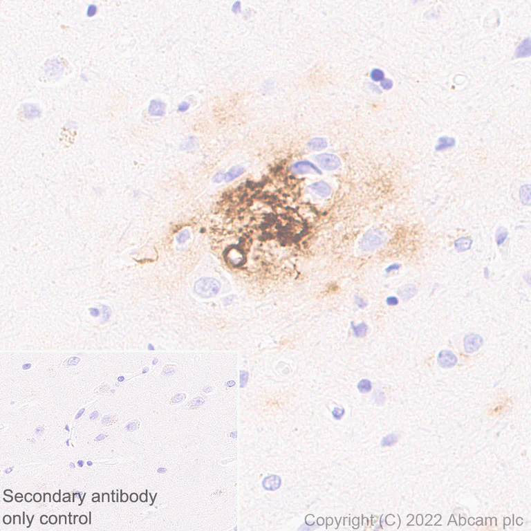 Immunohistochemistry (Formalin/PFA-fixed paraffin-embedded sections) - Anti-beta Amyloid 1-40 antibody [EPR23712-2] - BSA and Azide free (AB289991)
