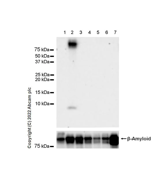 Western blot - Anti-beta Amyloid 1-40 antibody [EPR23712-2] - BSA and Azide free (AB289991)