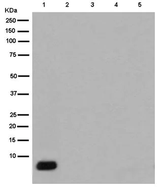 Western blot - Anti-beta Amyloid 1-42 antibody [EPR9296] (AB180956)