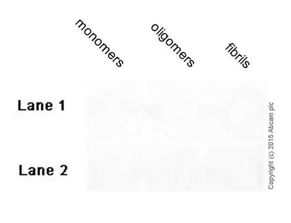 Dot Blot - Anti-beta Amyloid 1-42 antibody [mOC64] - BSA and Azide free (AB271968), expandable thumbnail