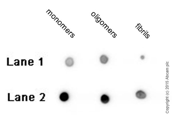 Dot Blot - Anti-beta Amyloid 1-42 antibody [mOC64] - BSA and Azide free (AB271968), expandable thumbnail
