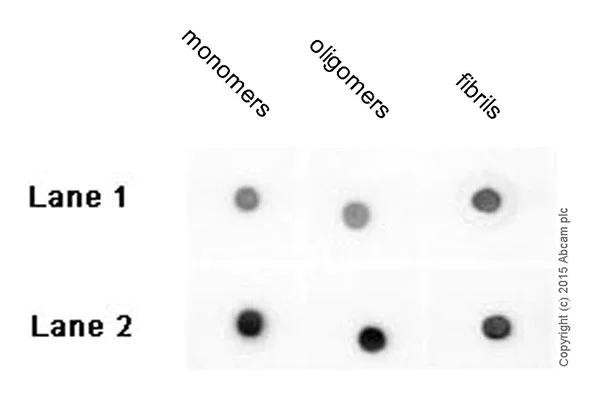 Dot Blot - Anti-beta Amyloid 1-42 antibody [mOC98] - BSA and Azide free (AB240360)
