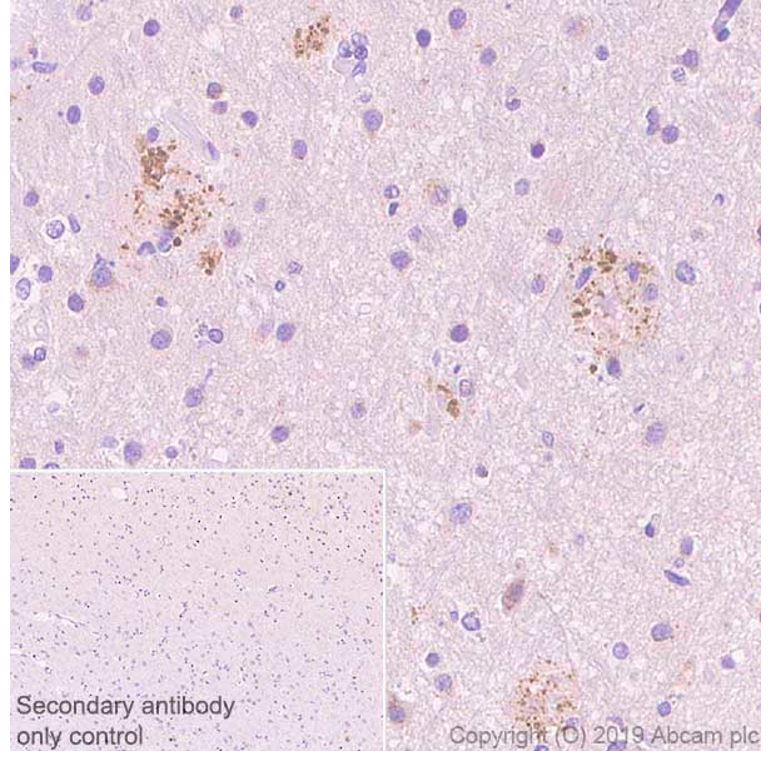 Immunohistochemistry (Formalin/PFA-fixed paraffin-embedded sections) - Anti-beta Amyloid antibody [2E9] - BSA and Azide free (AB255772), expandable thumbnail