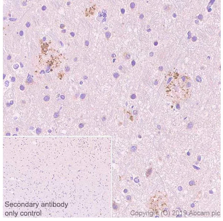Immunohistochemistry (Formalin/PFA-fixed paraffin-embedded sections) - Anti-beta Amyloid antibody [2E9] - BSA and Azide free (AB255772)