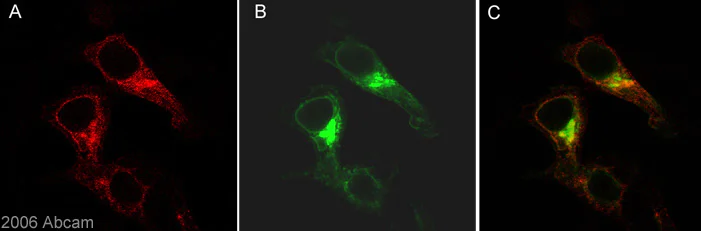 Immunocytochemistry/ Immunofluorescence - Anti-beta Amyloid antibody [DE2B4] (AB11132)