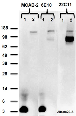 Western blot - Anti-beta Amyloid antibody [MOAB-2] (AB126649)