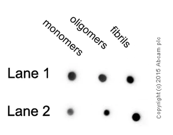 Dot Blot - Anti-beta Amyloid antibody [mOC23] - Conformation-Specific (AB205340)