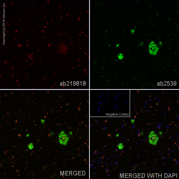 Immunohistochemistry (Frozen sections) - Anti-beta Amyloid (phospho S26) antibody [5H11C10] - BSA and Azide free (AB269580), expandable thumbnail