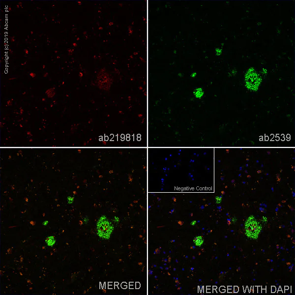 Immunohistochemistry (Frozen sections) - Anti-beta Amyloid (phospho S26) antibody [5H11C10] - BSA and Azide free (AB269580)