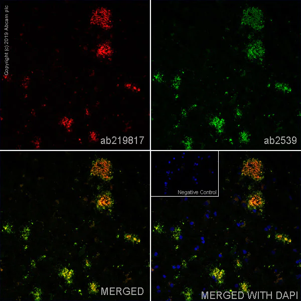 Immunohistochemistry (Frozen sections) - Anti-beta Amyloid (phospho S8) antibody [1E4E11] - BSA and Azide free (AB269581)