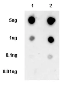 Dot Blot - Anti-Beta Arrestin 1 + 2 antibody [EPR25742-21] - BSA and Azide free (Capture) (AB305152)