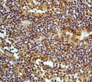 Immunohistochemistry (Formalin/PFA-fixed paraffin-embedded sections) - Anti-beta Arrestin 1 antibody [E274] (AB32099)