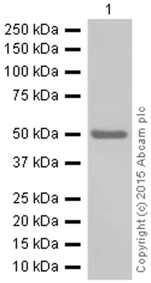Western blot - Anti-beta Arrestin 1 antibody [E274] (AB32099)