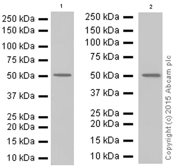 Western blot - Anti-beta Arrestin 1 antibody [E274] (AB32099)