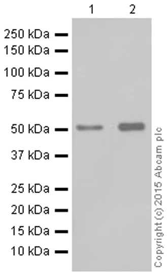 Western blot - Anti-beta Arrestin 1 antibody [E274] (AB32099)