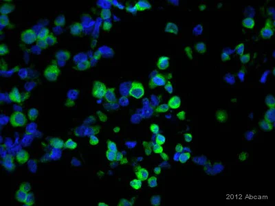 Immunocytochemistry/ Immunofluorescence - Anti-beta Arrestin 1 antibody [E274] - BSA and Azide free (AB206776)