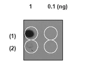 Dot Blot - Anti-beta Arrestin 1 (phospho S412) antibody [E109] (AB32097)