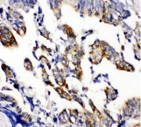 Immunohistochemistry (Formalin/PFA-fixed paraffin-embedded sections) - Anti-Beta Arrestin 2 antibody (AB151774)
