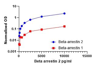 ELISA - Anti-Beta Arrestin 2 antibody [EPR22073-91] - BSA and Azide free (Detector) (AB305153)