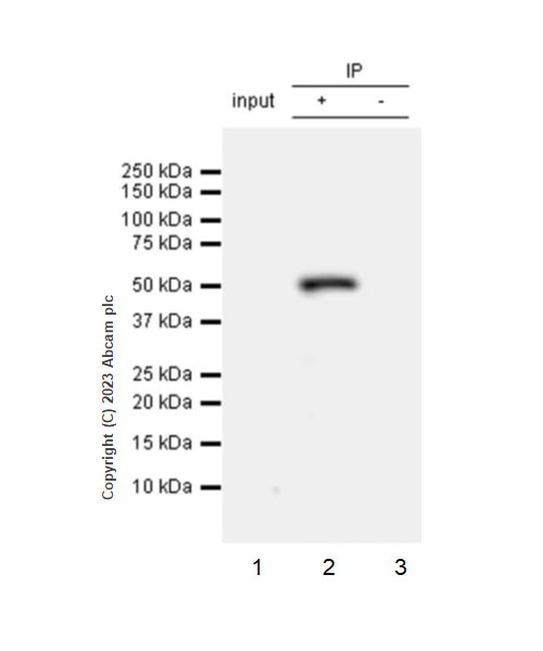 Immunoprecipitation - Anti-Beta Arrestin 2 antibody [EPR25410-70] (AB314213), expandable thumbnail