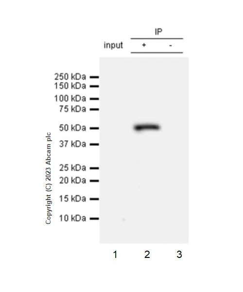 Immunoprecipitation - Anti-Beta Arrestin 2 antibody [EPR25410-70] - BSA and Azide free (AB314214)