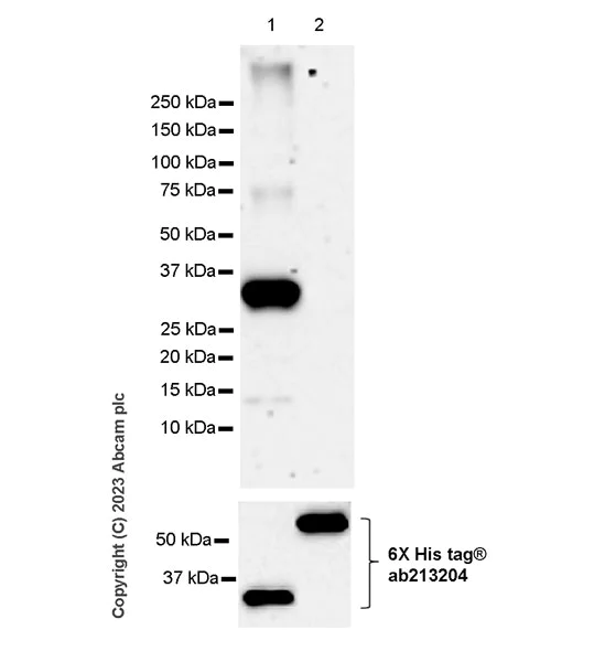 Western blot - Anti-Beta Arrestin 2 antibody [EPR25410-70] - BSA and Azide free (AB314214)