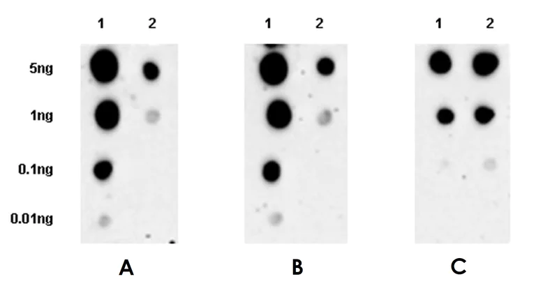 Dot Blot - Anti-Beta Arrestin 2 + Beta Arrestin 1 antibody [EPR22073] - BSA and Azide free (AB239791)