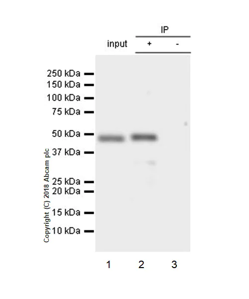 Immunoprecipitation - Anti-Beta Arrestin 2 + Beta Arrestin 1 antibody [EPR22073] - BSA and Azide free (AB239791)