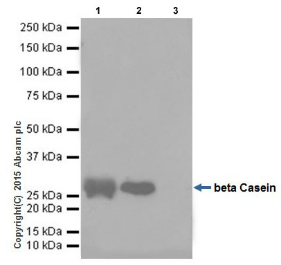 Immunoprecipitation - Anti-beta Casein antibody [EPR12179] (AB205301)