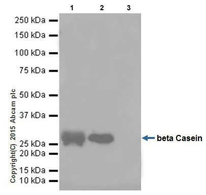 Immunoprecipitation - Anti-beta Casein antibody [EPR12179] - BSA and Azide free (AB232662)