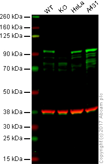 Western blot - Anti-beta Catenin antibody [12F7] (AB22656)