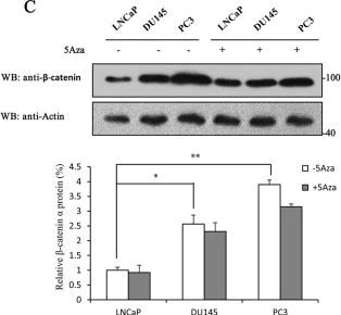Western blot - Anti-beta Catenin antibody [12F7] (AB22656)