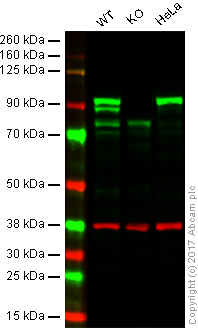 Western blot - Anti-beta Catenin antibody [15B8] (AB6301)