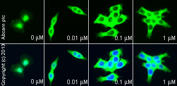 Immunocytochemistry/ Immunofluorescence - Anti-beta Catenin antibody (ab16051), expandable thumbnail