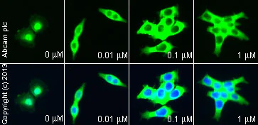 Immunocytochemistry/ Immunofluorescence - Anti-beta Catenin antibody (AB16051)