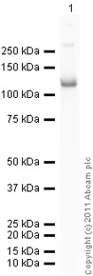 Western blot - Anti-beta Catenin antibody (AB16051)