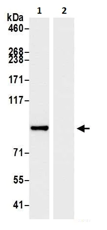 Immunoprecipitation - Anti-beta Catenin antibody (AB264261)
