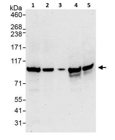 Western blot - Anti-beta Catenin antibody (AB264261)